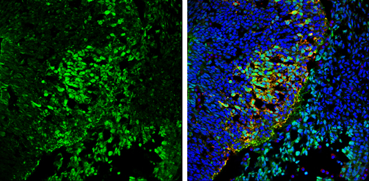 VAMP2 antibody