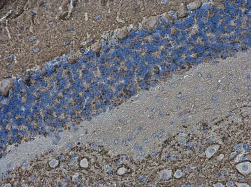 VAMP2 antibody