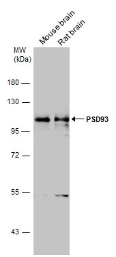 PSD93 antibody