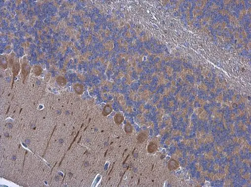 PSD93 antibody
