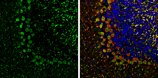 PSD93 antibody