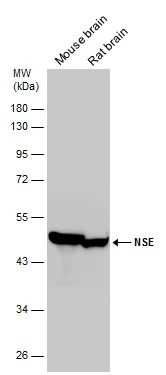 NSE antibody