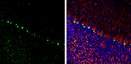 PSD95 antibody detects PSD95 Protein expression by immunohistochemical analysis. Sample: Frozen-sectioned adult mouse cerebellum. Green: PSD95 stained by PSD95 antibody (GTX133255) diluted at 1:250. Red: NF-H, stained by NF-H antibody [GT114] (GTX634289) diluted at 1:500. Blue: Fluoroshield with DAPI (GTX30920). 
 Antigen Retrieval: Citrate buffer, pH 6.0, 10 min