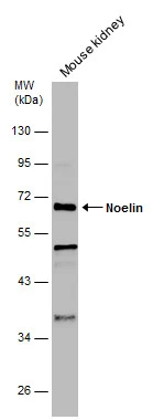 Noelin antibody