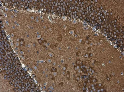 WAVE1 antibody