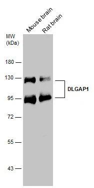 DLGAP1 antibody