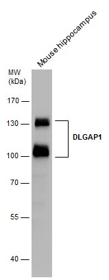 DLGAP1 antibody