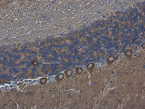 DLGAP1 antibody