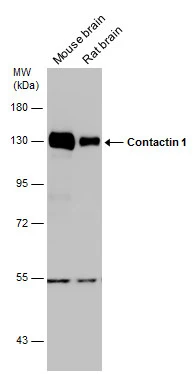 Contactin 1 antibody