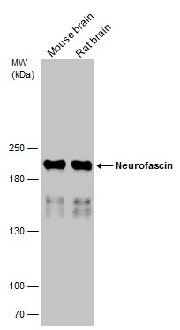 Neurofascin antibody