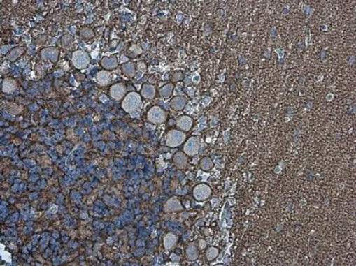 Neurofascin antibody