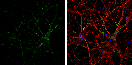 Neurofascin antibody