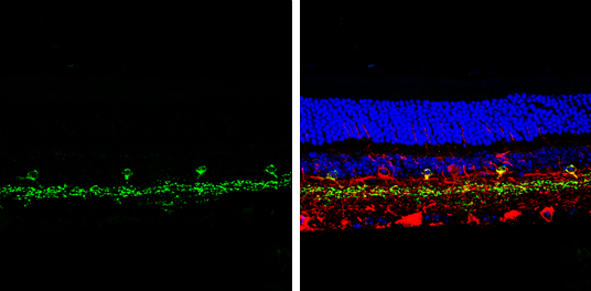 vGluT3 antibody