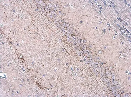 vGluT3 antibody