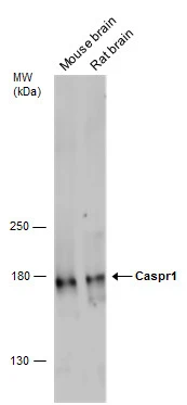 CASPR antibody