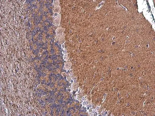 CASPR antibody