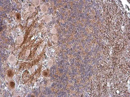 CASPR antibody