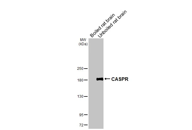 CASPR antibody