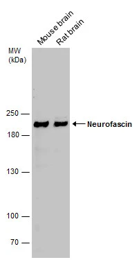 Neurofascin antibody
