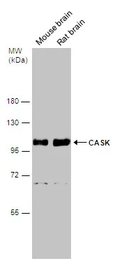 CASK antibody