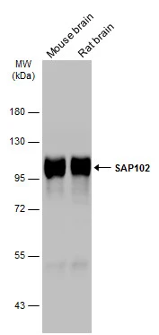 SAP102 antibody