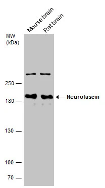 Neurofascin antibody