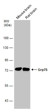 Grp75 antibody
