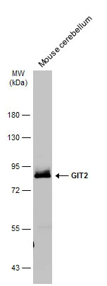 GIT2 antibody