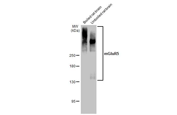 mGluR5 antibody