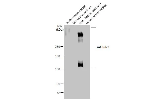mGluR5 antibody