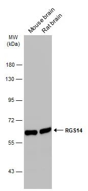 RGS14 antibody