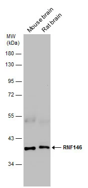 RNF146 antibody