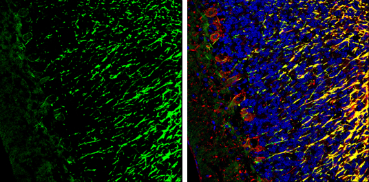 CADM4 antibody detects CADM4 Protein expression by immunohistochemical analysis. Sample: Frozen-sectioned adult mouse cerebellum. Green: CADM4 stained by CADM4 antibody (GTX133294) diluted at 1:250. Red: NF-H, stained by NF-H antibody [GT114] (GTX634289) diluted at 1:500. Blue: Fluoroshield with DAPI (GTX30920). 
 Antigen Retrieval: Citrate buffer, pH 6.0, 10 min