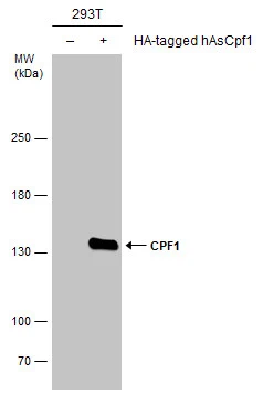 CPF1 antibody