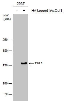 CPF1 antibody