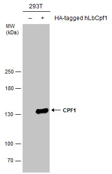 CPF1 antibody
