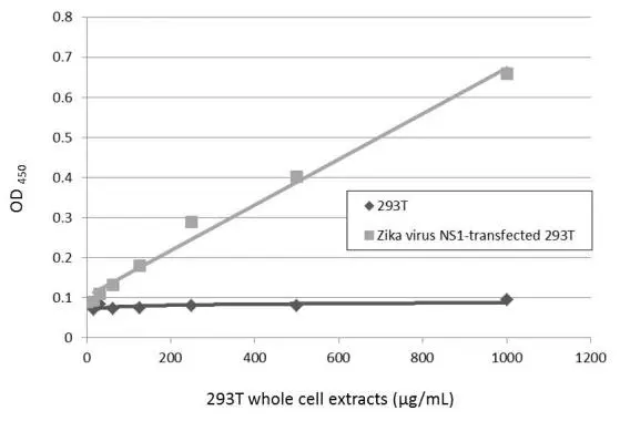 Sandwich ELISA detection of non-transfected and transfected 293T whole cell extracts using GTX634158 as capture antibody at concentration of 5 μg/mL and GTX133306 as detection antibody at concentration of 1 μg/mL. Rabbit IgG antibody (HRP) (GTX213110-01) was diluted at 1:10000 and used to detect the primary antibody. Sandwich ELISA detection of non-transfected and transfected 293T whole cell extracts using GTX634158 as capture antibody at concentration of 5 μg/mL and GTX133306 as detection antibody at concentration of 1 μg/mL. Rabbit IgG antibody (HRP) (GTX213110-01) was diluted at 1:10000 and used to detect the primary antibody.