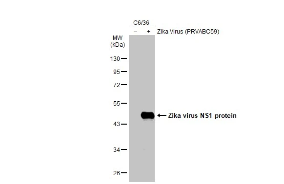 Non-infected (–) and infected (+) C6/36 whole cell extracts (30 μg) were separated by 10% SDS-PAGE, and the membrane was blotted with Zika virus NS1 protein antibody (GTX133306) diluted at 1:1000. The HRP-conjugated anti-rabbit IgG antibody (GTX213110-01) was used to detect the primary antibody.