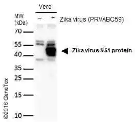 Non-infected (–) and infected (+) vero cells (15 μg) were separated by gradient gel, and the membrane was blotted with Zika virus NS1 protein antibody (GTX133307) diluted at 1:2000. The HRP-conjugated anti-rabbit IgG antibody (GTX213110-01) was used to detect the primary antibody.