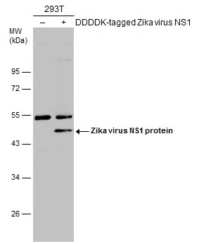 Non-transfected (–) and transfected (+) 293T whole cell extracts (30 μg) were separated by 10% SDS-PAGE, and the membrane was blotted with Zika virus NS1 protein antibody (GTX133307) diluted at 1:200. The HRP-conjugated anti-rabbit IgG antibody (GTX213110-01) was used to detect the primary antibody.