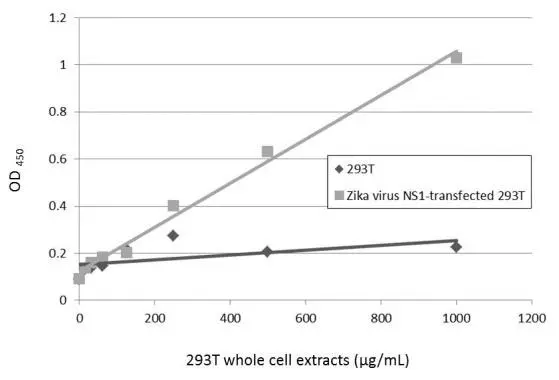 Sandwich ELISA detection of non-transfected and transfected 293T whole cell extracts using GTX634158 as capture antibody at concentration of 5 μg/mL and GTX133307 as detection antibody at concentration of 1 μg/mL. Rabbit IgG antibody (HRP) (GTX213110-01) was diluted at 1:10000 and used to detect the primary antibody.