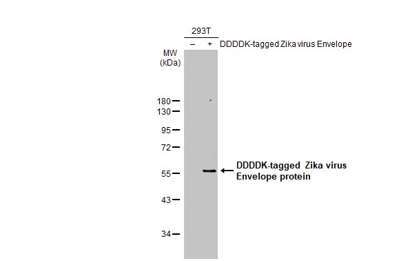 Anti-Zika virus Envelope protein antibody (GTX133314) | GeneTex