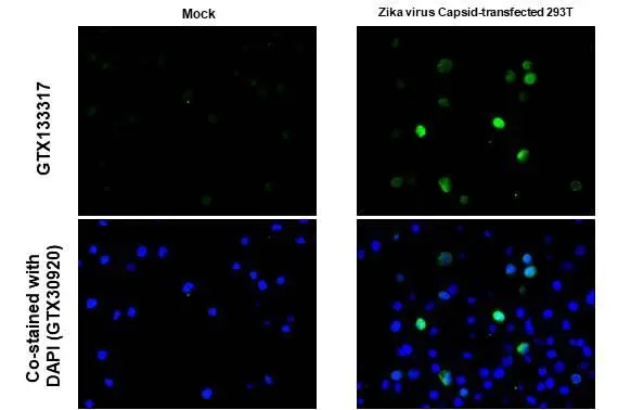 Anti-Zika virus Capsid protein antibody (GTX133317) | GeneTex