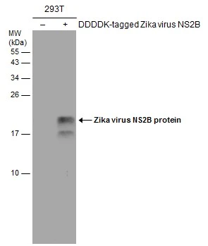 Non-transfected (–) and transfected (+) 293T whole cell extracts (30 μg) were separated by 15% SDS-PAGE, and the membrane was blotted with Zika virus NS2B protein antibody (GTX133318) diluted at 1:4000. The HRP-conjugated anti-rabbit IgG antibody (GTX213110-01) was used to detect the primary antibody.