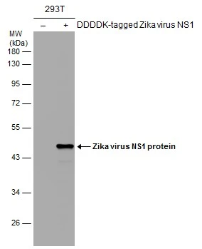 Non-transfected (–) and transfected (+) 293T whole cell extracts (30 μg) were separated by 10% SDS-PAGE, and the membrane was blotted with Zika virus NS1 protein antibody (GTX133323) diluted at 1:8000. The HRP-conjugated anti-rabbit IgG antibody (GTX213110-01) was used to detect the primary antibody.