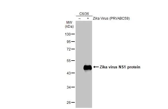 Tki様 Anti-Zika virus NS1 protein antibody (GTX133323) | GeneTex