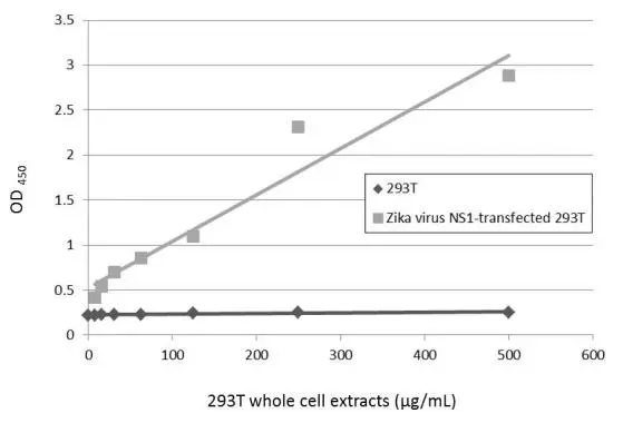 Sandwich ELISA detection of non-transfected and transfected 293T whole cell extracts using GTX634158 as capture antibody at concentration of 5 μg/mL and GTX133324 as detection antibody at concentration of 1 μg/mL. Rabbit IgG antibody (HRP) (GTX213110-01) was diluted at 1:10000 and used to detect the primary antibody.