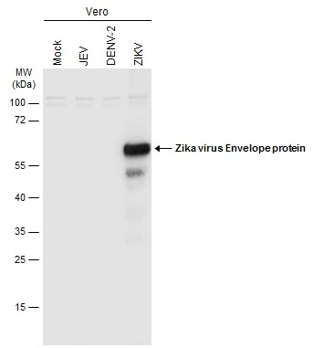 Anti-Zika virus Envelope protein antibody (GTX133325) | GeneTex