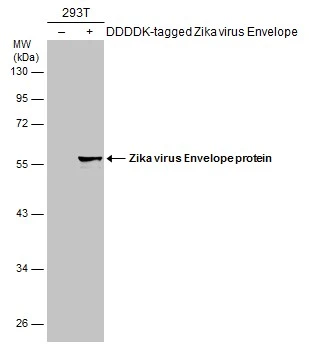Non-transfected (–) and transfected (+) 293T whole cell extracts (60 μg) were separated by 10% SDS-PAGE, and the membrane was blotted with Zika virus Envelope protein antibody (GTX133326) diluted at 1:3000. The HRP-conjugated anti-rabbit IgG antibody (GTX213110-01) was used to detect the primary antibody.