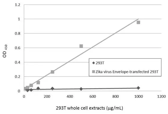Sandwich ELISA detection of non-transfected and transfected 293T whole cell extracts using GTX133326 as capture antibody at concentration of 5 μg/mL and GTX634157 as detection antibody at concentration of 1 μg/mL. Mouse IgG antibody (HRP) (GTX213111-01) was diluted at 1:10000 and used to detect the primary antibody.